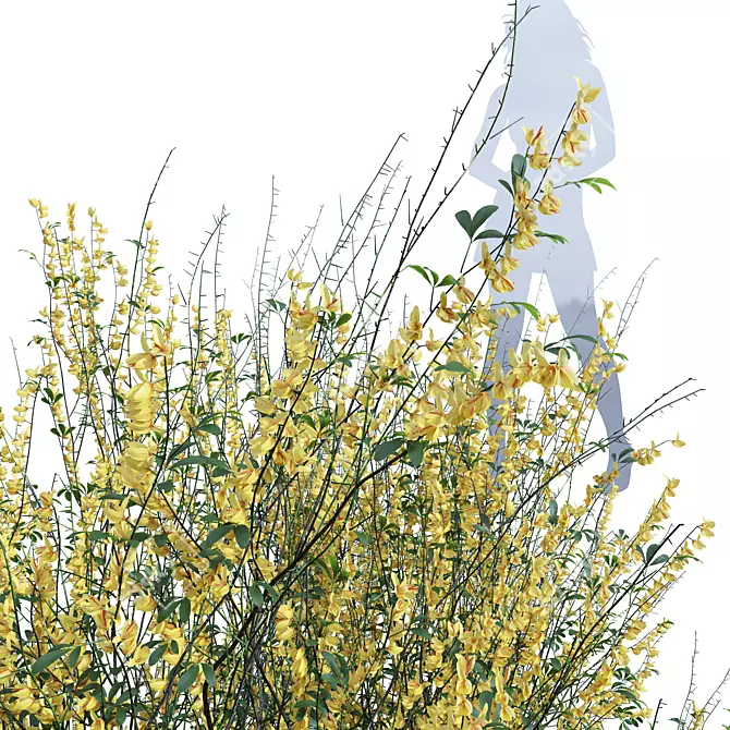 Detailed Cytisus Scoparius 3D Models 3D model image 2