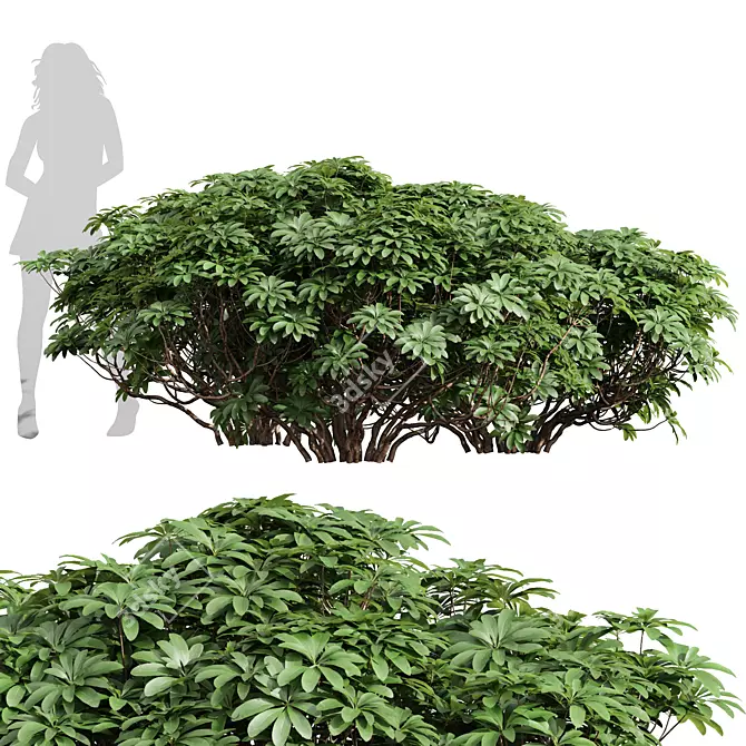  High Detail Plant 3D Models 3D model image 1