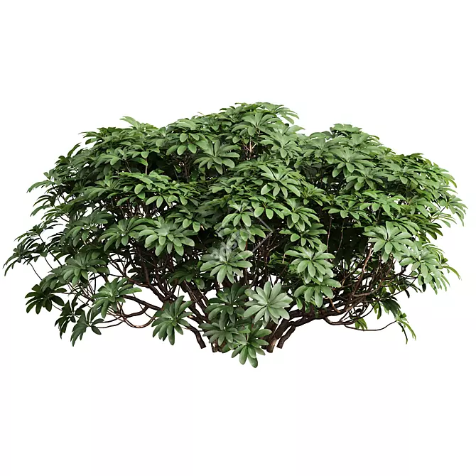  High Detail Plant 3D Models 3D model image 3