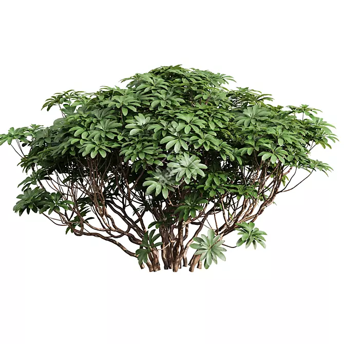  High Detail Plant 3D Models 3D model image 4