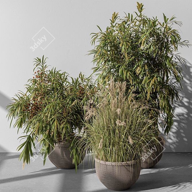 Indoor Tree Plant Set w/ Pot 3D model image 2