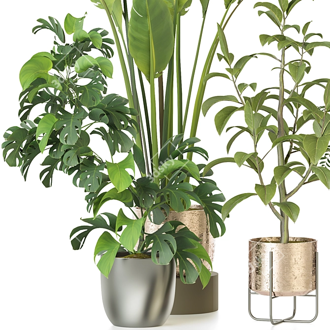 Modern Indoor Plant Collection 3D model image 2