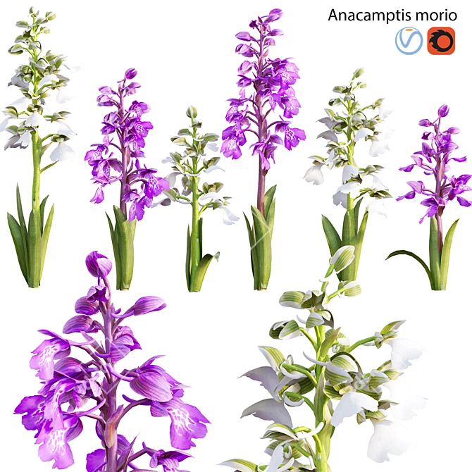 Orchid 3D Model Collection - Archival Formats 3D model image 1