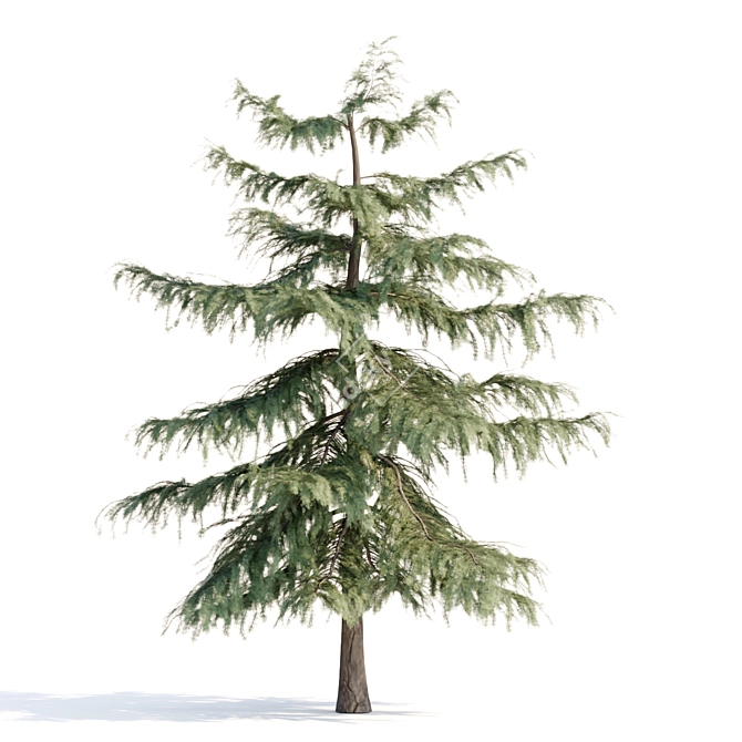 PBR Pine Trees Collection Vol.107 3D model image 5