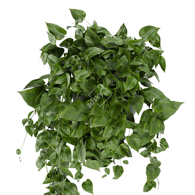 Pothos Hanging Ampelous Plant Collection 3D model image 4