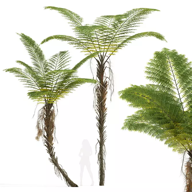 Tall Alsophila Spinulosa Fern Model 3D model image 1