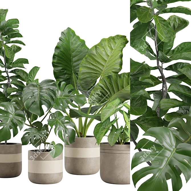 Exotic Indoor Plants Pack 21 3D model image 2