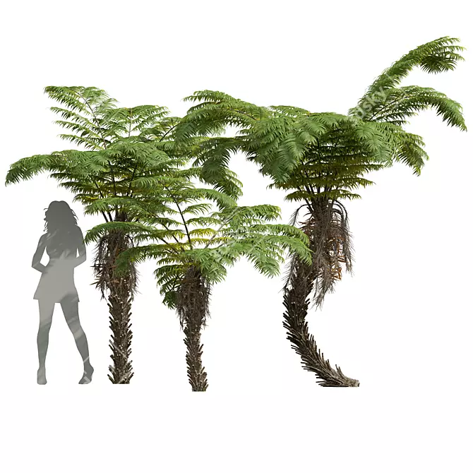 Detailed Alsophila Spinulosa Fern Models 3D model image 1