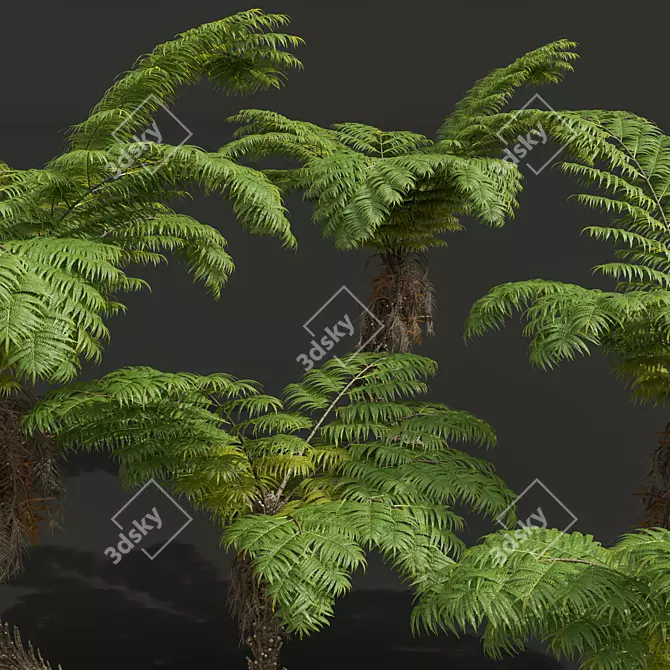 Detailed Alsophila Spinulosa Fern Models 3D model image 2