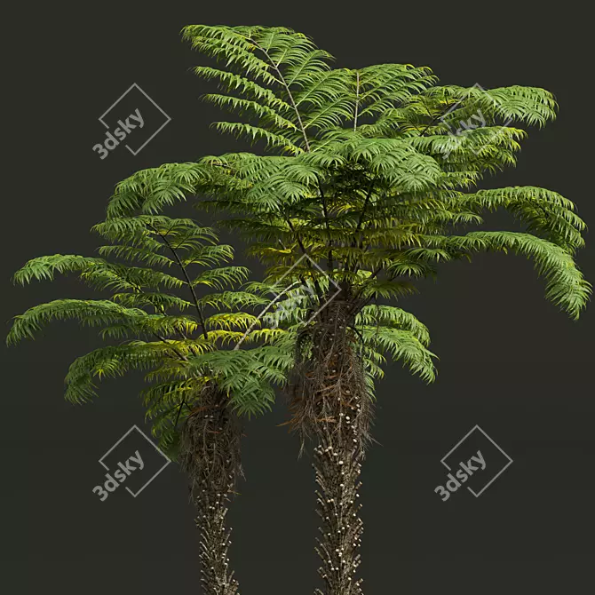 Detailed Alsophila Spinulosa Fern Models 3D model image 3