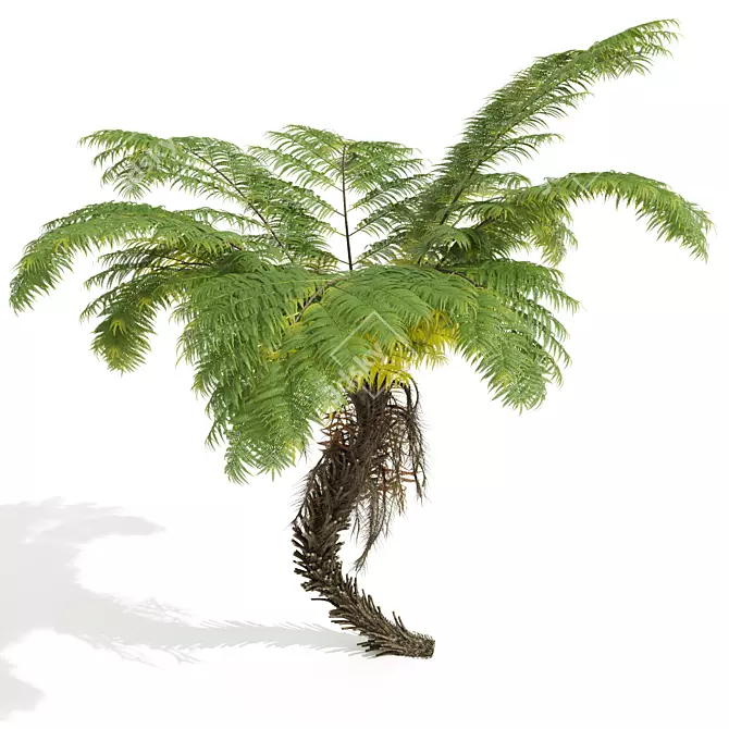 Detailed Alsophila Spinulosa Fern Models 3D model image 4