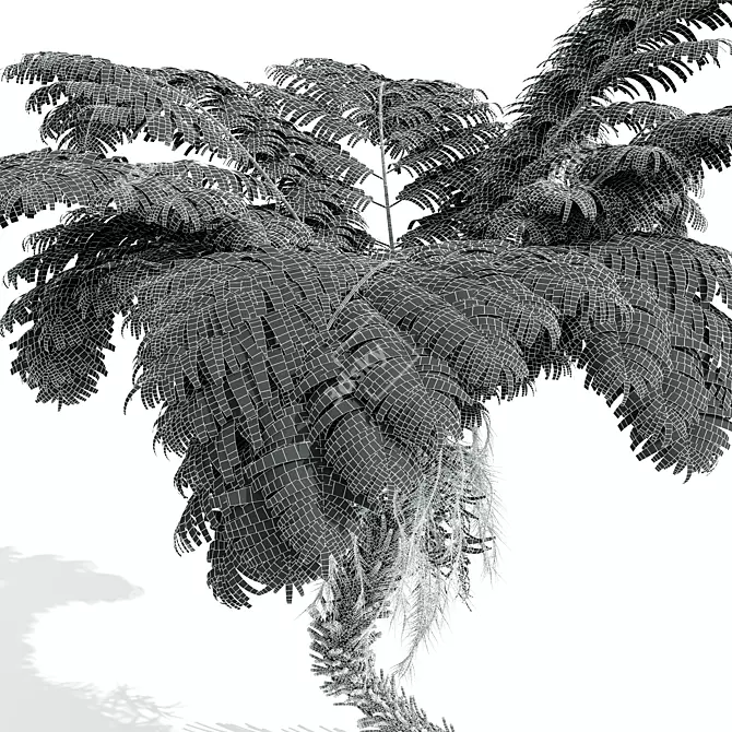 Detailed Alsophila Spinulosa Fern Models 3D model image 5