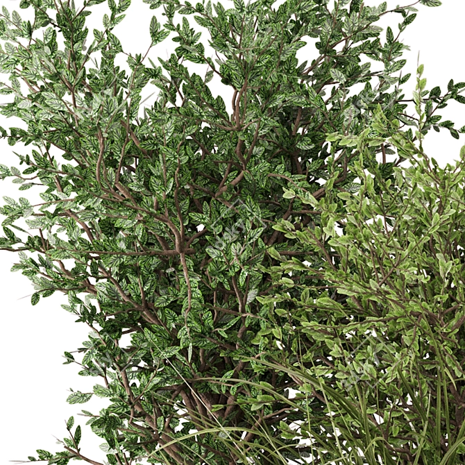 Bush Plants Set 390 - 3dsMax/Vray 3D model image 5