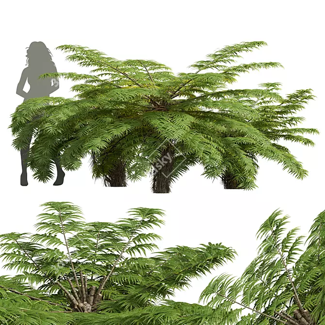 Detailed Alsophila Fern Models Pack 3D model image 1