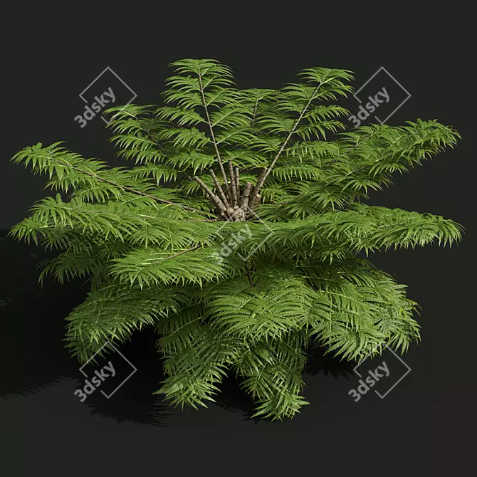 Detailed Alsophila Fern Models Pack 3D model image 2