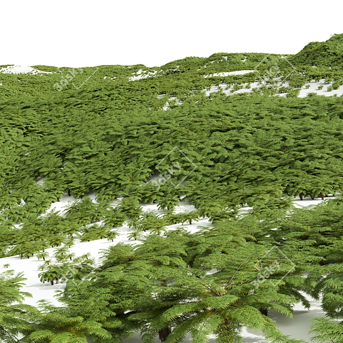 Detailed Alsophila Fern Models Pack 3D model image 3