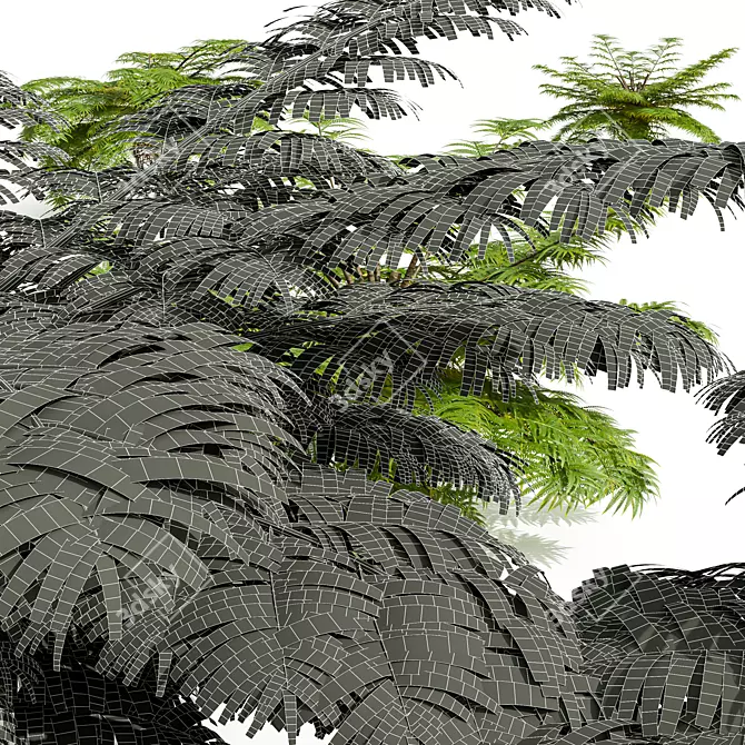 Detailed Alsophila Fern Models Pack 3D model image 4