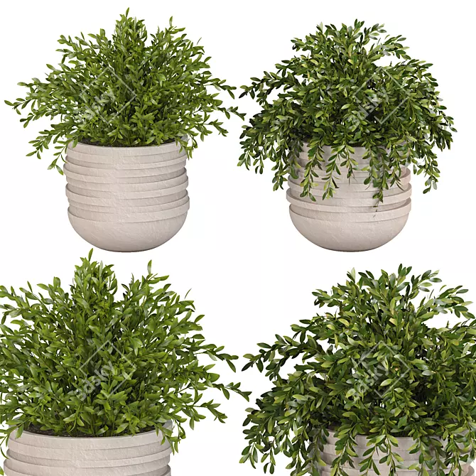 High-Quality Indoor Plants Collection 3D model image 2