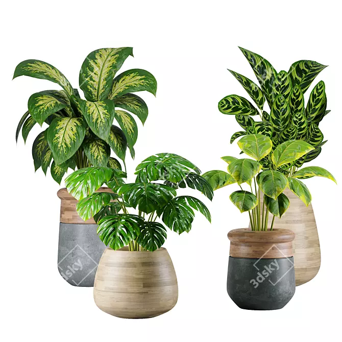 Modern Indoor Plants Collection 18 3D model image 1