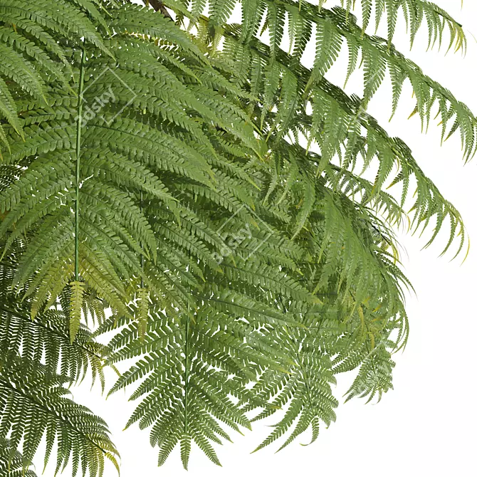 Alsophila Spinulosa Fern 3D Models 3D model image 2