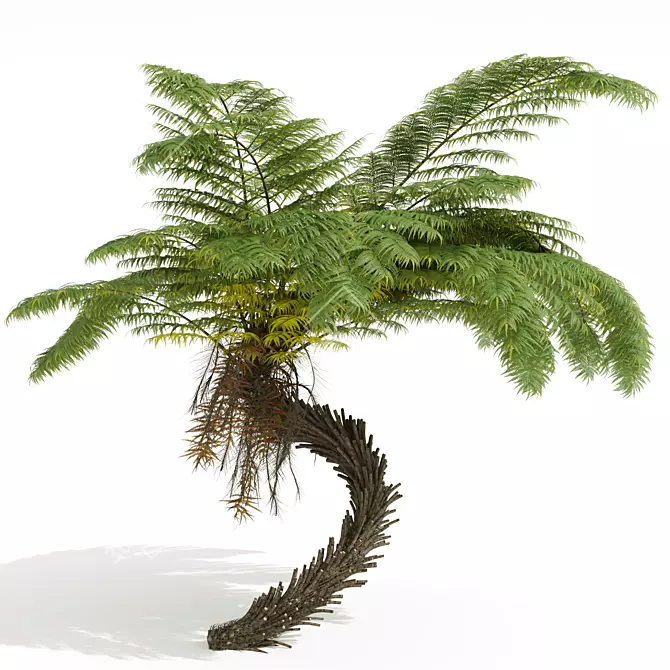 Alsophila Spinulosa Fern 3D Models 3D model image 3