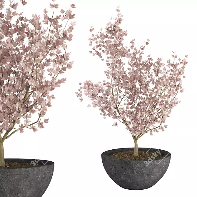 Japanese Maple Indoor Plant 3D Model 3D model image 1