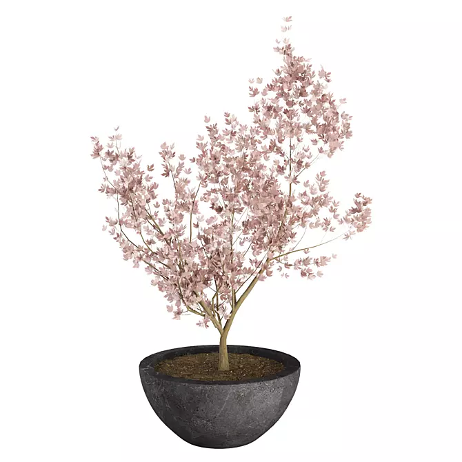 Japanese Maple Indoor Plant 3D Model 3D model image 2