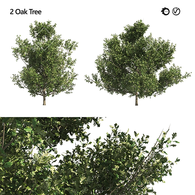 Dual Summer Oak Tree 3D Model 3D model image 1