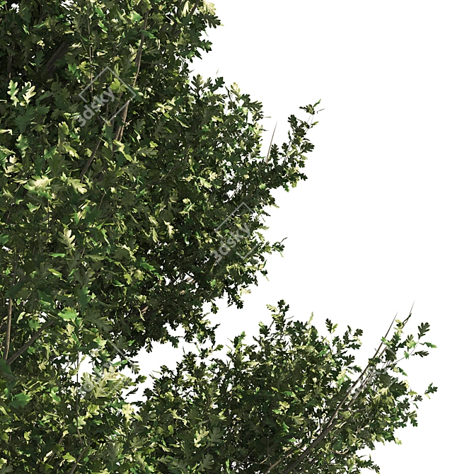 Dual Summer Oak Tree 3D Model 3D model image 2