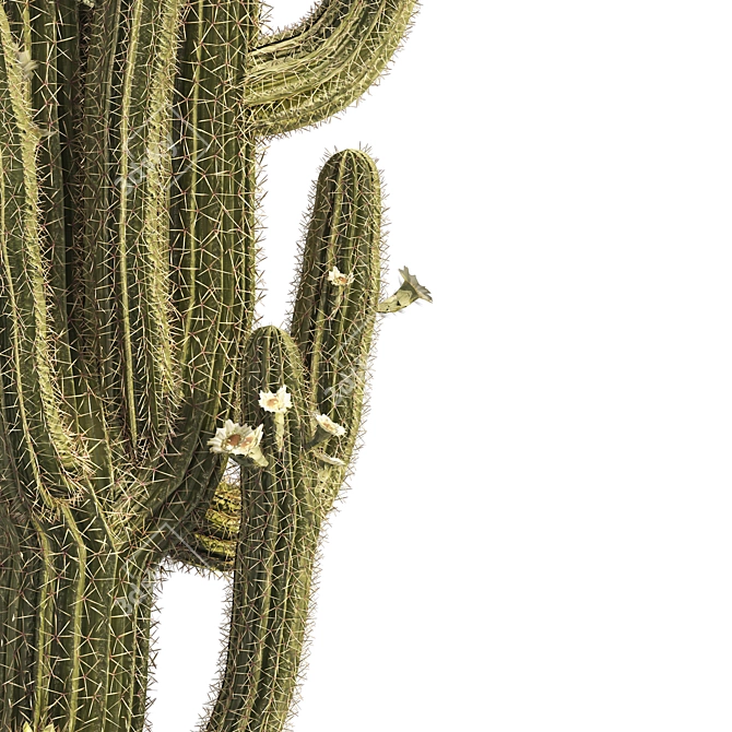 Detailed Saguaro Cactus 3D Model 3D model image 3