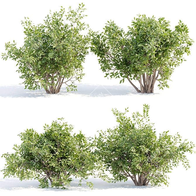 Bushes #4 Volume 110 Collection 3D model image 1