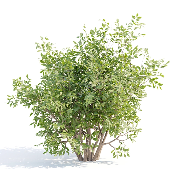 Bushes #4 Volume 110 Collection 3D model image 4