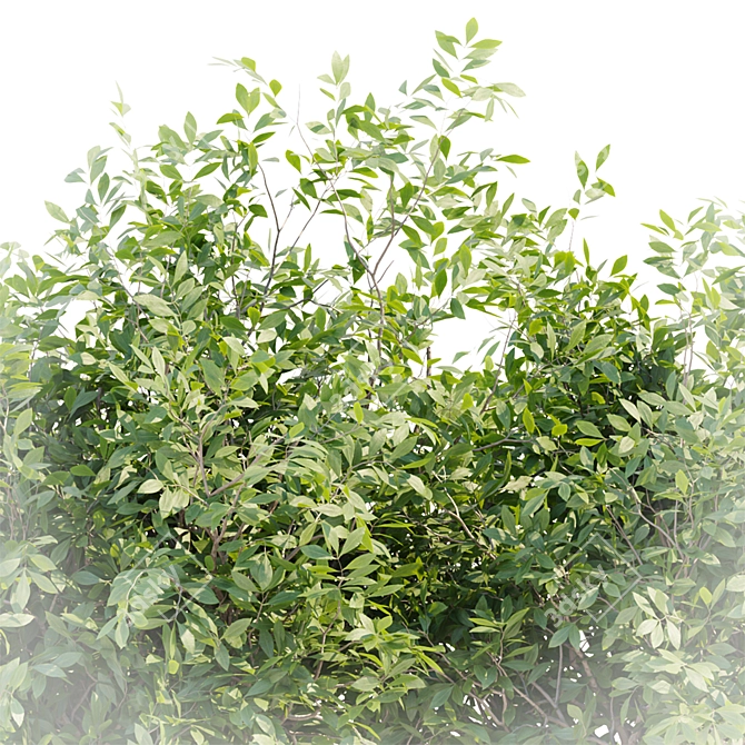 Bushes #4 Volume 110 Collection 3D model image 6