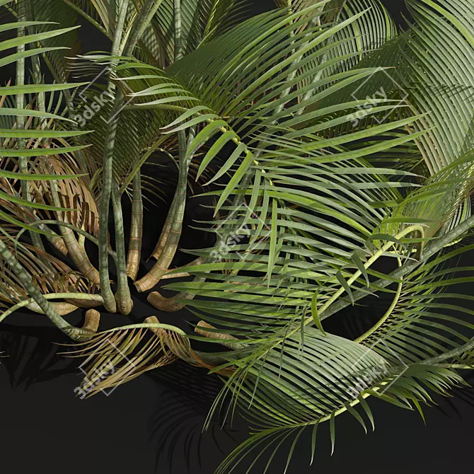 Detailed Chrysalidocarpus Lutescens Plant 3D model image 2