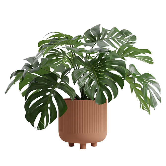 Tropical Monstera Deliciosa 3D Plant 3D model image 1