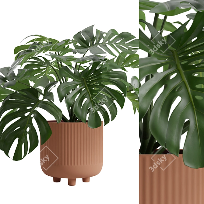 Tropical Monstera Deliciosa 3D Plant 3D model image 2