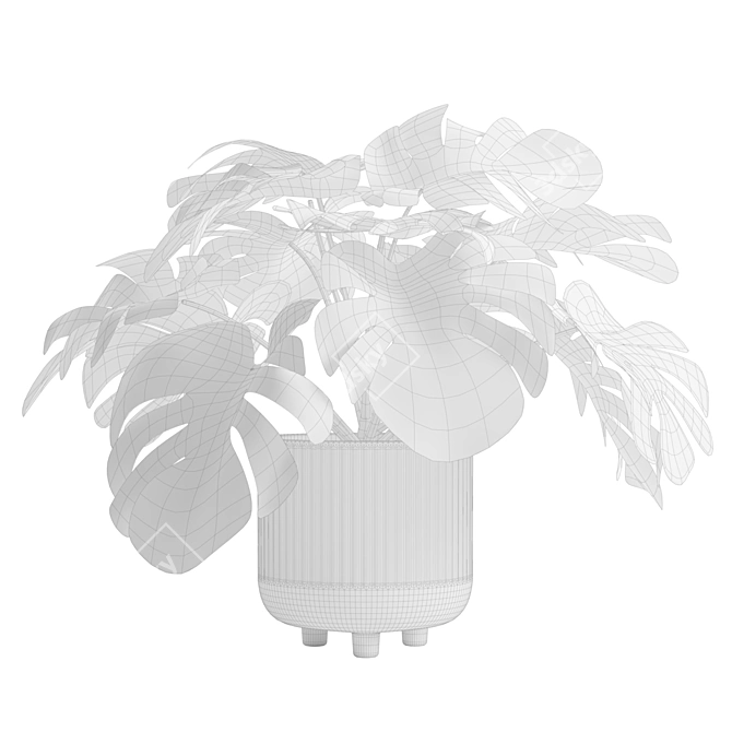 Tropical Monstera Deliciosa 3D Plant 3D model image 3