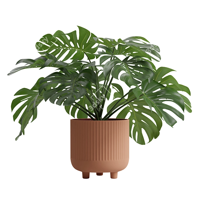 Tropical Monstera Deliciosa 3D Plant 3D model image 5