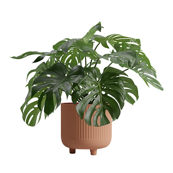 Tropical Monstera Deliciosa 3D Plant 3D model image 6