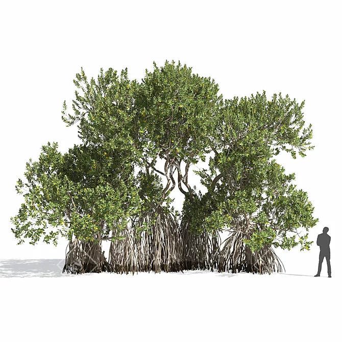 Avicennia Marina Mangrove Tree Set 3D model image 1