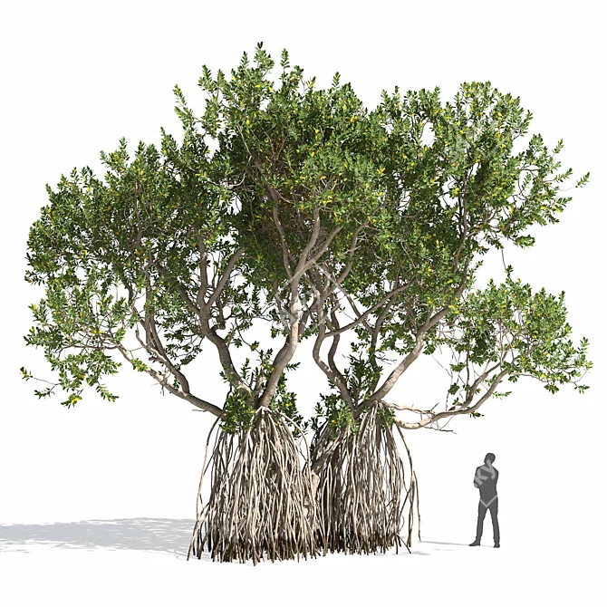 Avicennia Marina Mangrove Tree Set 3D model image 2