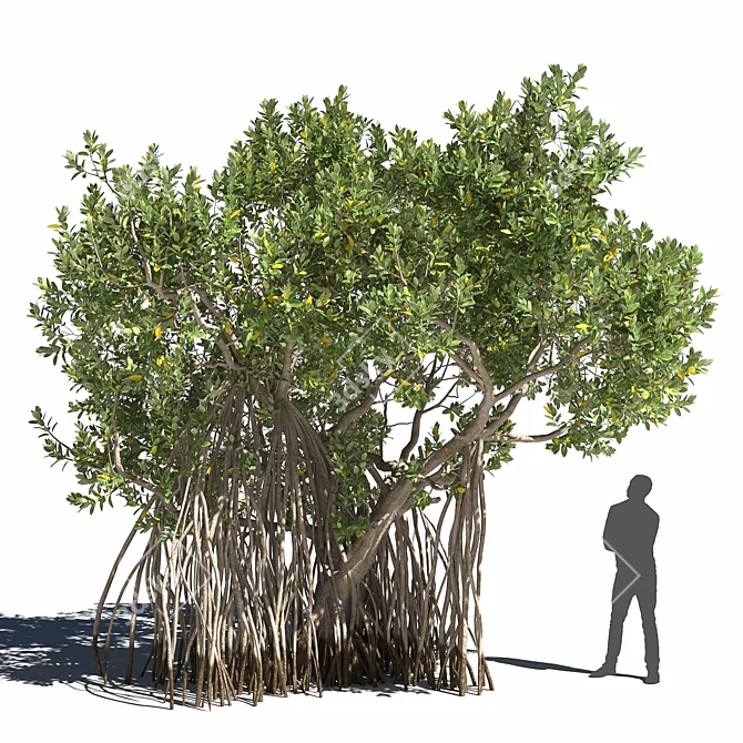 Avicennia Marina Mangrove Tree Set 3D model image 3