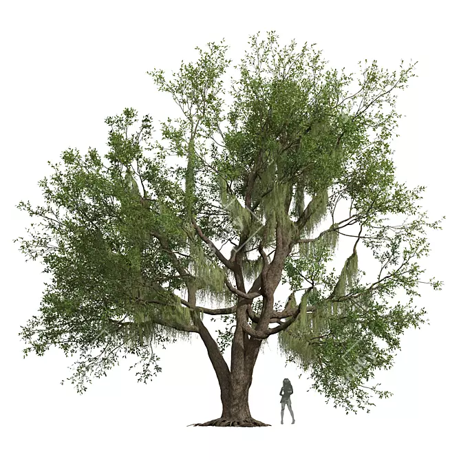 Detailed Angel Oak Tree Model 3D model image 1