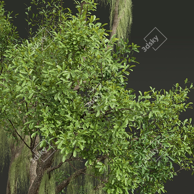 Detailed Angel Oak Tree Model 3D model image 2