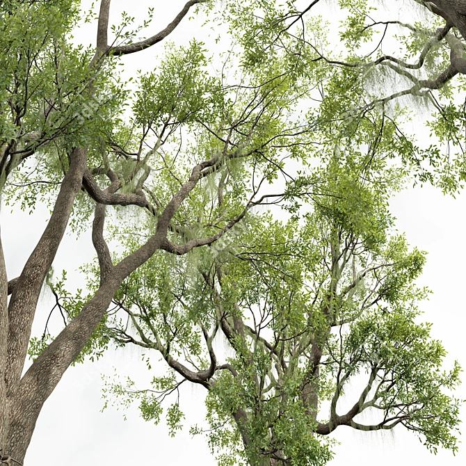 Detailed Angel Oak Tree Model 3D model image 3