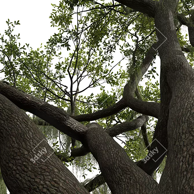 Detailed Angel Oak Tree Model 3D model image 4