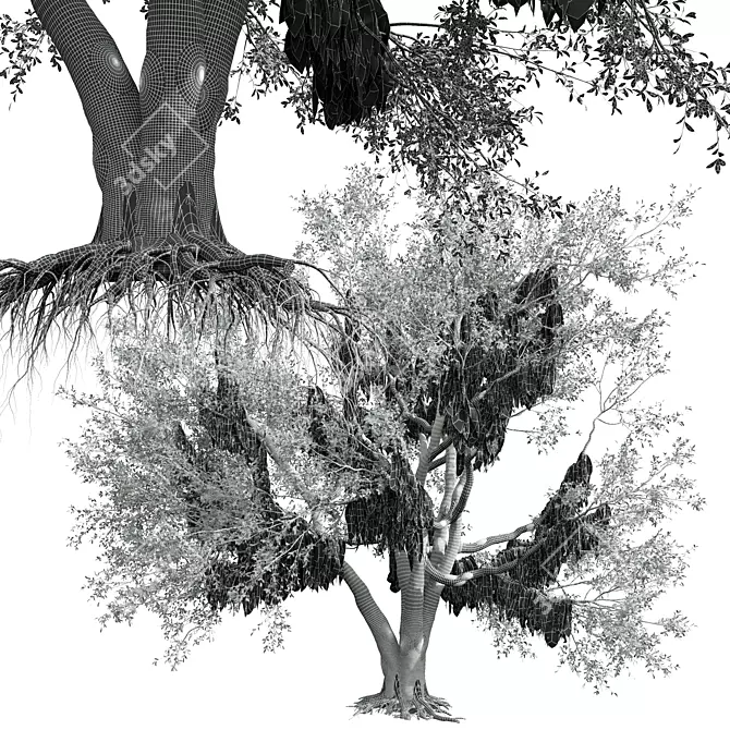 Detailed Angel Oak Tree Model 3D model image 5