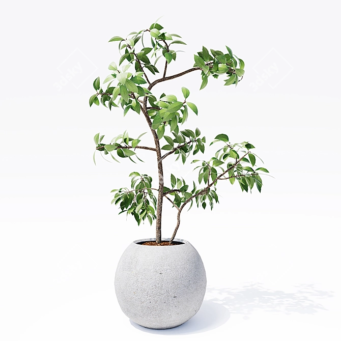 Optimized Indoor Plants 3D Models 3D model image 2