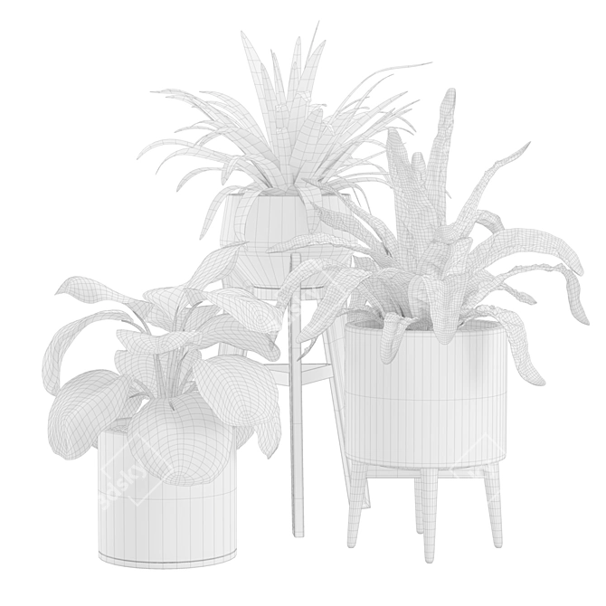 Exotic Indoor Plants Collection.pyplot79 3D model image 2