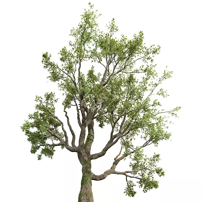 Grand Angel Oak Tree Replica 3D model image 3